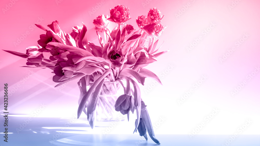 Obraz premium Beautiful spring red tulips flowers under bright spring sunlights