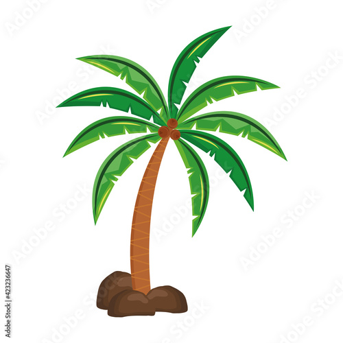 tropical tree palm