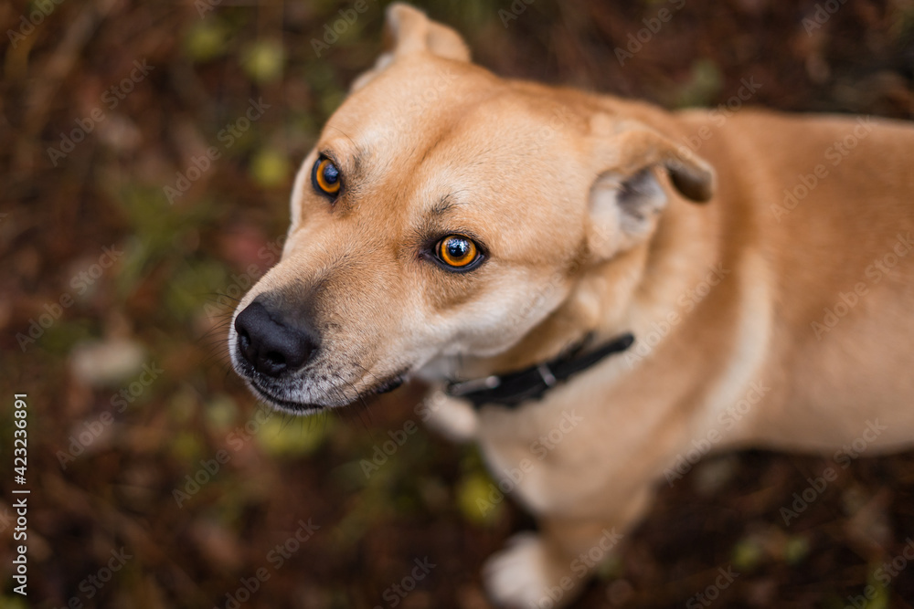 A light-colored dog with very beautiful and expressive eyes looks up
