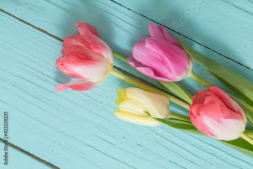 beautiful tulips on blue wooden background