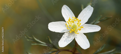 Beautiful closeup macro of wood anemone   Anemone nemorosa   on green meadow in the forest