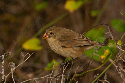 Small Tree finch (Camarhynchus parvulus) at Santa Cruz Island