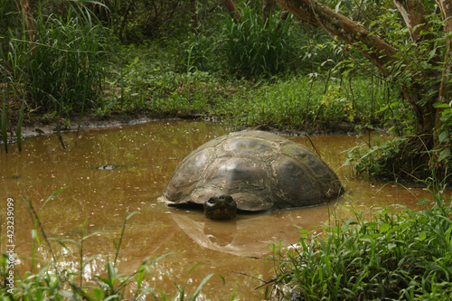 Giant tortoise in pond