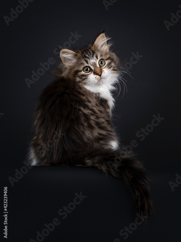 Cute black tabby with white Siberian cat kitten, sitting backwards on edge. Looking over shoulder towards camera. Isolated on black backgrond.