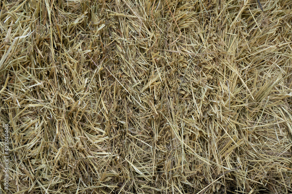 texture hay light yellow, background image