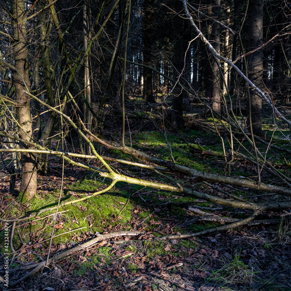 A forest glade in beautiful early morning light. Green moss on the ground. Picture from Eslov, Sweden A forest glade in beautiful early morning light. Green moss on the ground. Picture from Eslov, Sweden