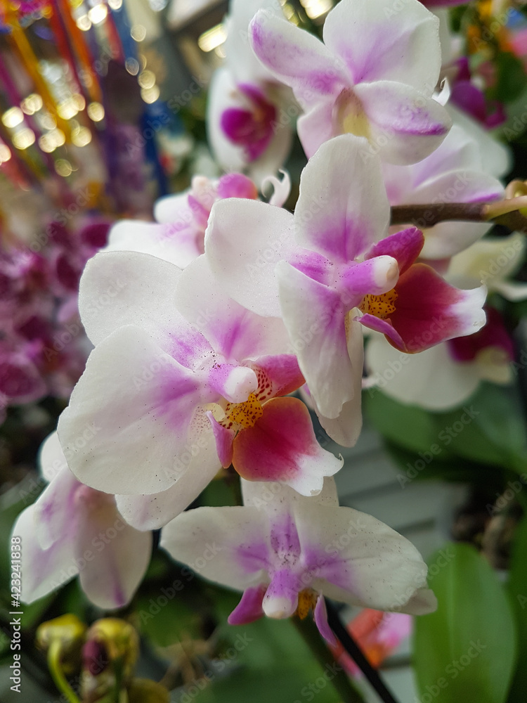 Obraz premium Beautiful phalaenopsis orchids in the greenhouse