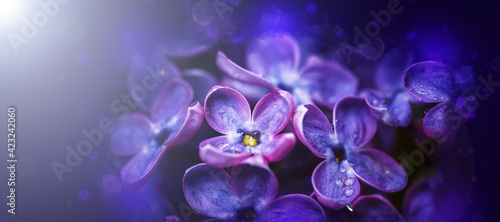 Lilac flowers bunch violet art design background. Beautiful violet Lilac flower closeup.