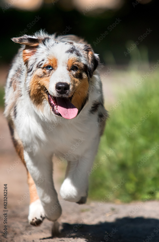 australian shepherd dog running in the park