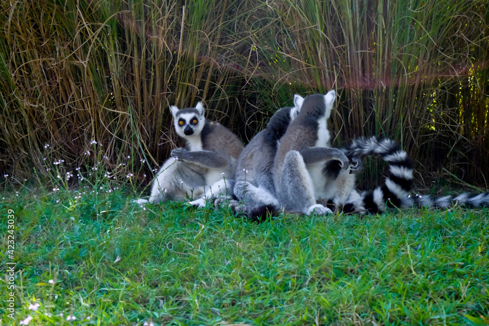 cute gray ring lemurs with striped tails sitting in grass close-up and playing. Lemurs in wildlife