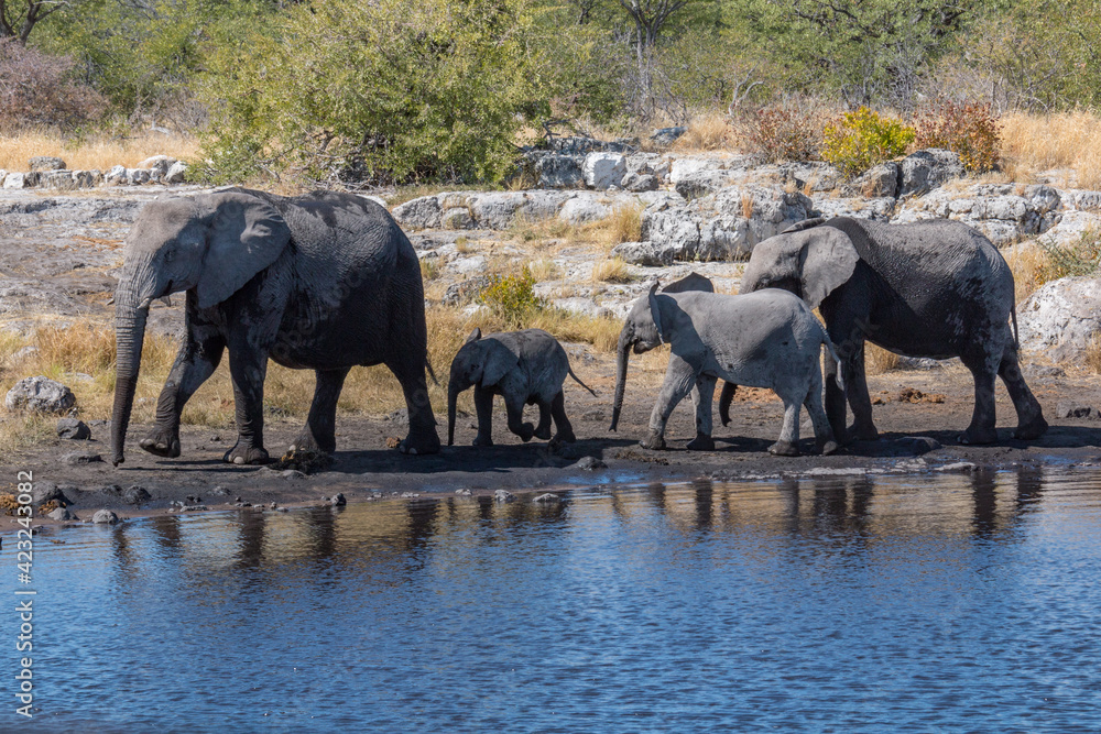 Fototapeta premium Elephant Family