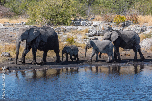 Elephant Family