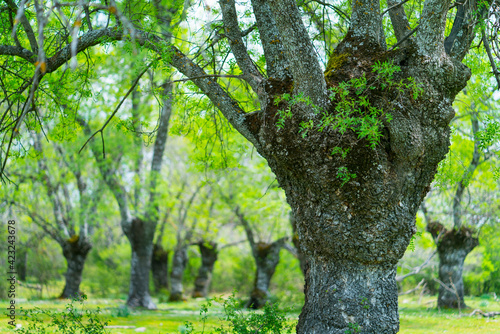 Fraxinus excelsior — known as the ash, or European ash or common ash, Herrería Forest, San Lorenzo de El Escorial, Madrid, Spain, Europe