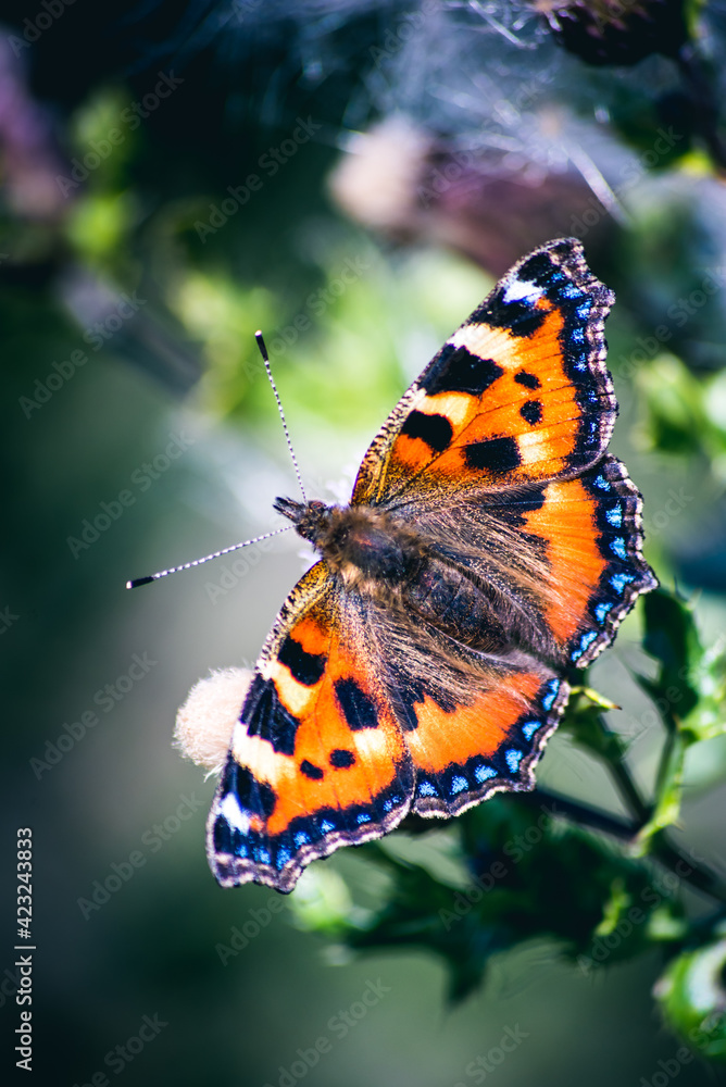 Small tortoiseshell butterfly on a flower Small tortoiseshell butterfly on a flower