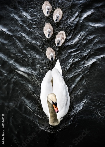 Family of swans - swan with cygnet photo