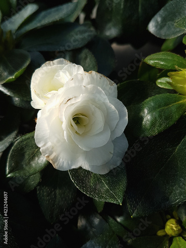 Beautiful Rhododendron flower in the greenhouse close-up photo