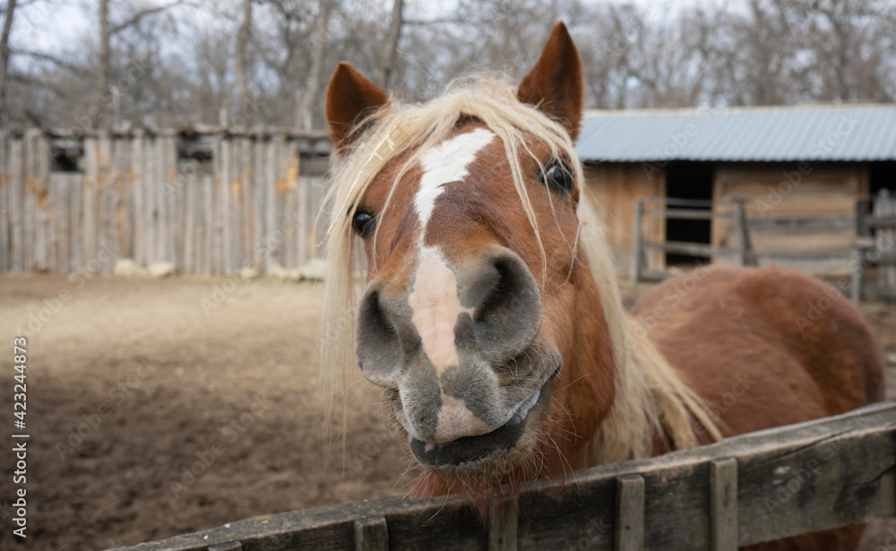 Fototapeta premium The horse is smiling, kind, brown. Farming, domestic animals.