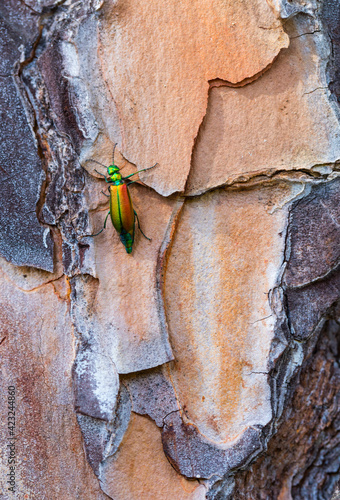 The blister beetles. CANTÁRIDA (Lytta vesicatoria), Insectos, Artropodos, Coleoptero, Fauna, PINO PIÑONERO - Stone pine (Pinus pinea), Toledo, Castilla - La Mancha, Spain, Europe