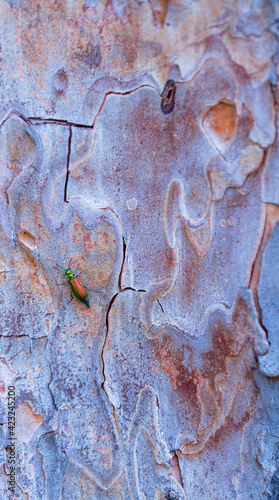 The blister beetles. CANTÁRIDA (Lytta vesicatoria), Insectos, Artropodos, Coleoptero, Fauna, PINO PIÑONERO - Stone pine (Pinus pinea), Toledo, Castilla - La Mancha, Spain, Europe