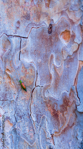 The blister beetles. CANTÁRIDA (Lytta vesicatoria),  Insectos, Artropodos, Coleoptero, Fauna, PINO PIÑONERO - Stone pine (Pinus pinea), Toledo, Castilla - La Mancha, Spain, Europe photo