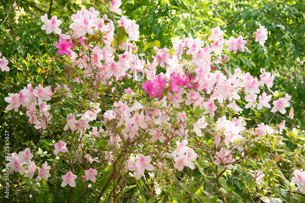 Azaleas blooming in the sunshine at the Ravine Gardens State Park Azaleas blooming in the sunshine at the Ravine Gardens State Park