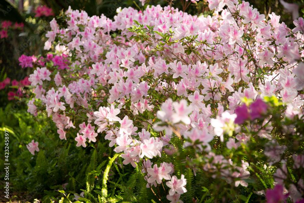 Azaleas blooming in the sunshine at the Ravine Gardens State Park