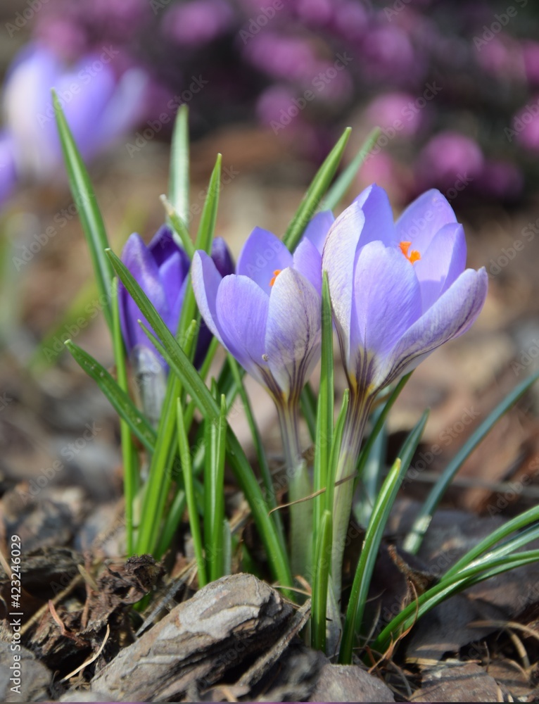 Violet crocuses closeup and erica flowers on background, spring in garden image Violet crocuses closeup and erica flowers on background, spring in garden image