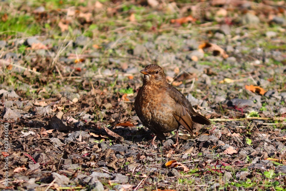 Sperling sitzt im Garten