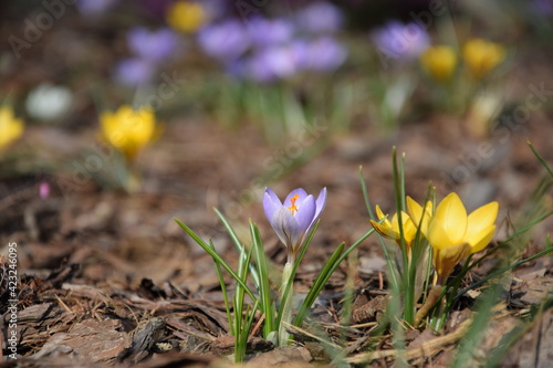 Sunny spring garden with crocuses