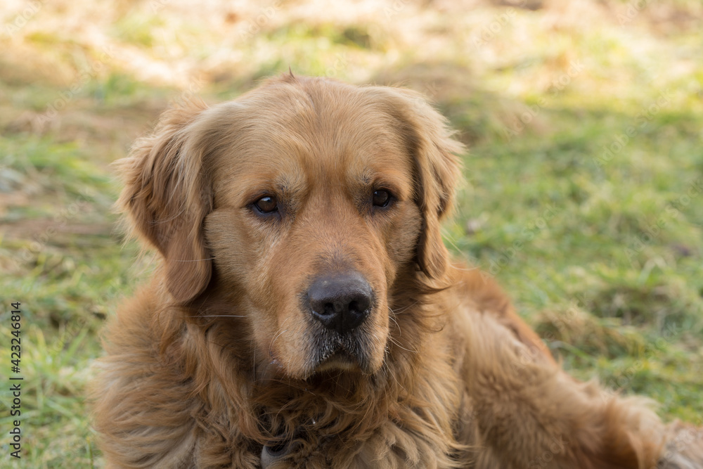 golden retriever dog portrait