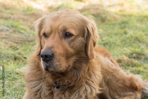 golden retriever dog portrait