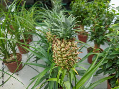 Small Pineapple growing in ...