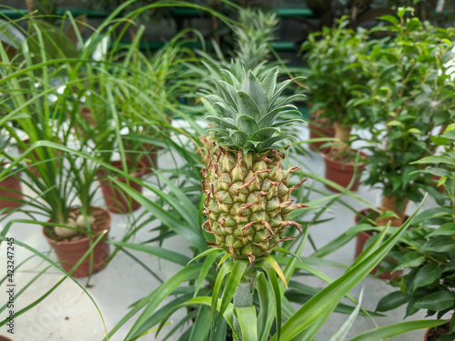 Small Pineapple growing in ...