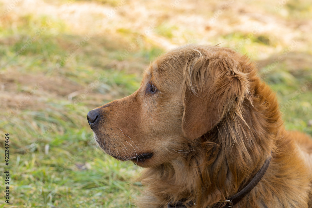 golden retriever dog portrait