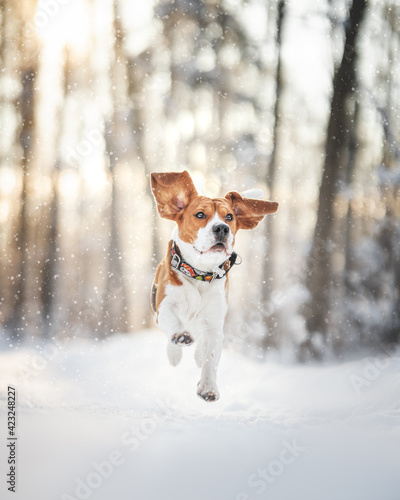 beagle dog in winter forest