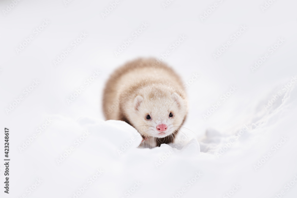 Ferret in nature Ferret in nature