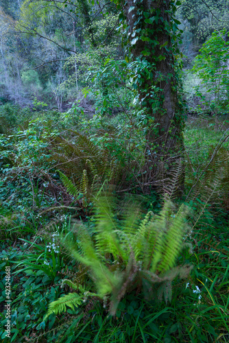 FERN - HELECHO  The Holy Road Lebaniego  Senda Fluvial del Nansa  Cantabria  Spain  Europe