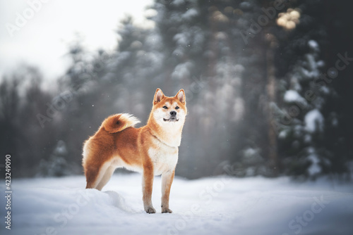Canvastavla beautiful shiba inu dog in the park
