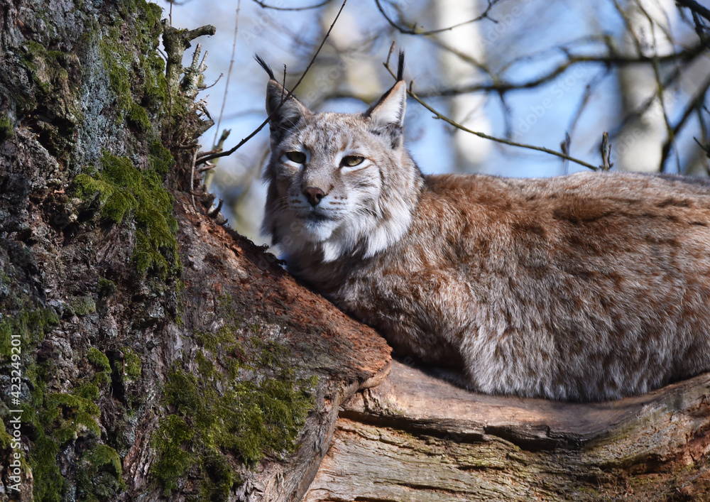 Obraz premium Luchs auf altem Baum 