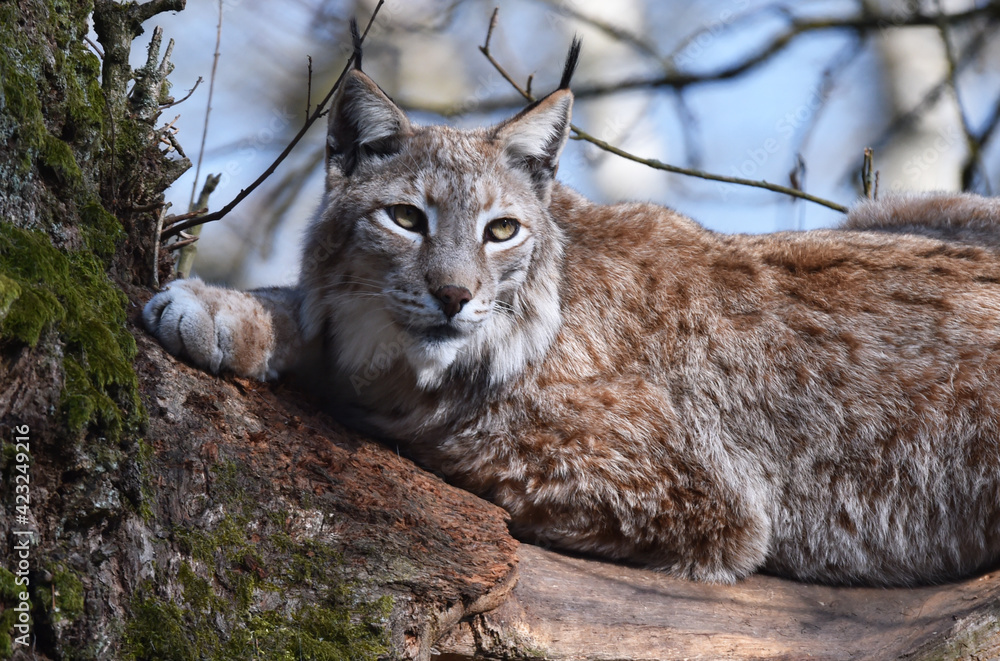 Obraz premium Luchs auf altem Baum
