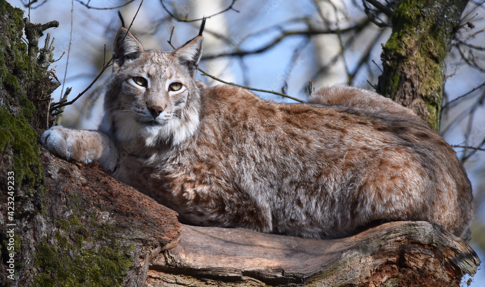 Naklejka premium Luchs auf altem Baum 
