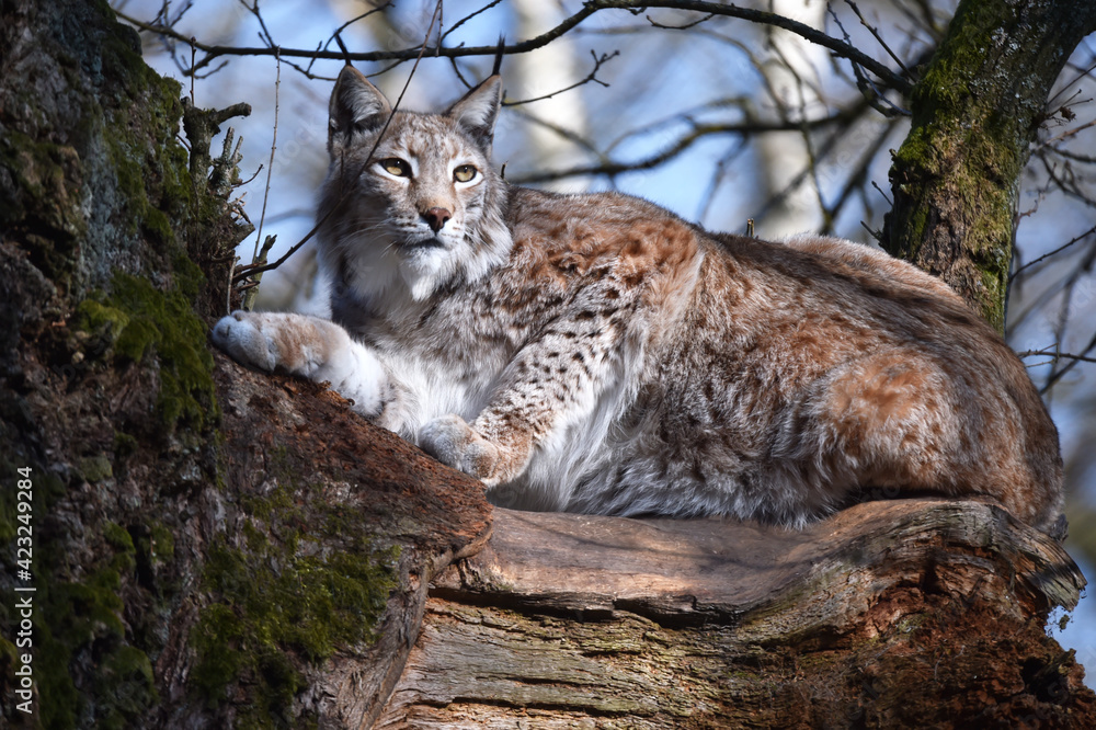 Fototapeta premium Luchs auf altem Baum 