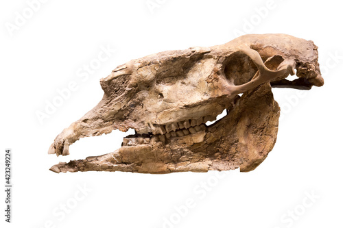Fotografie The skull of hipparion (lat