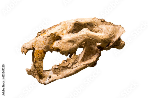The skull of the Machairod saber-toothed tiger (Latin Machairodus irtyschensis) is isolated on a white background. Paleontology Late Miocene fossil animals.