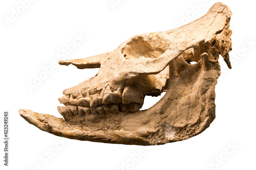The skull of the short-legged rhinoceros Chilotherium (Latin: Chilotherium cf. habereri) is isolated on a white background. Paleontology Early Pliocene fossil animals.