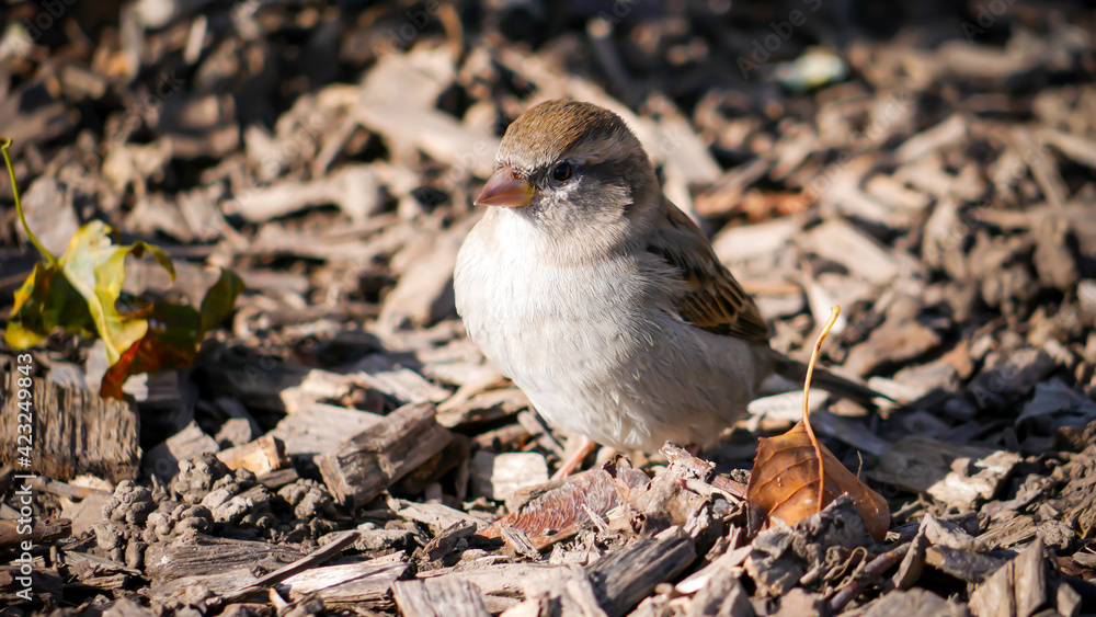 Kleiner Vogel in Mulch Beet Kleiner Vogel in Mulch Beet