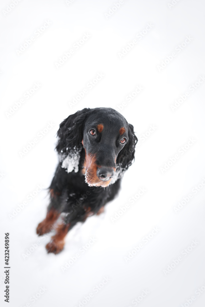 scottish setter dog