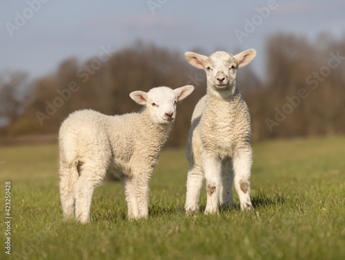 Two young lambs in a field looking to camera. Isolated. Hertfordshire. UK