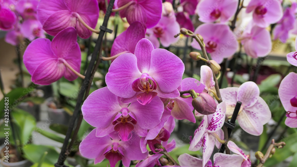 Beautiful phalaenopsis orchids in the greenhouse Beautiful phalaenopsis orchids in the greenhouse
