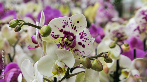 Beautiful phalaenopsis orchids in the greenhouse photo